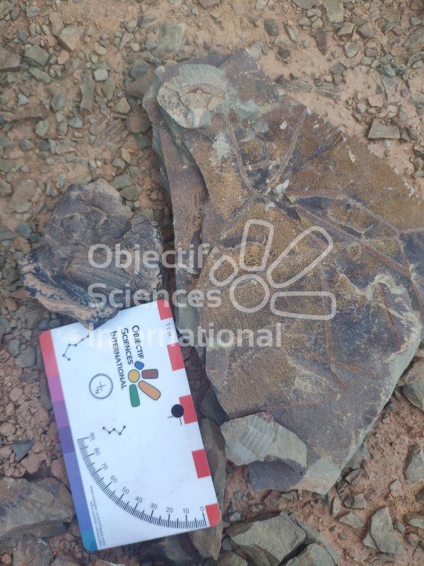 IMG_20240212_113838
Keywords: Paléontologie,Maroc,expedition,fossile,dinosaure,sensibilisation