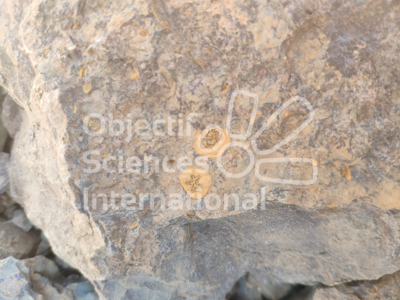 IMG_20240220_120959
Keywords: Dinosaure, Maroc, Paléo, expedition, fossiles