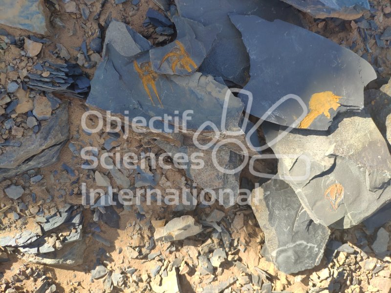 IMG_20240220_124657
Keywords: Dinosaure, Maroc, Paléo, expedition, fossiles