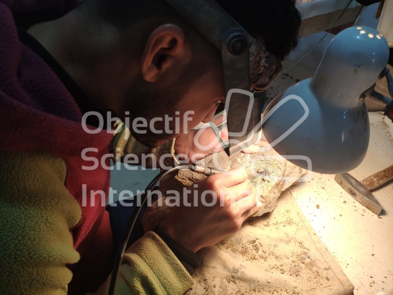 IMG_20240223_102510
Keywords: Dinosaure, Maroc, Paléo, expedition, fossiles