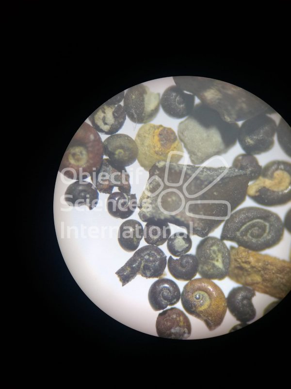 Keywords: ammonite,paleology,micropaleo