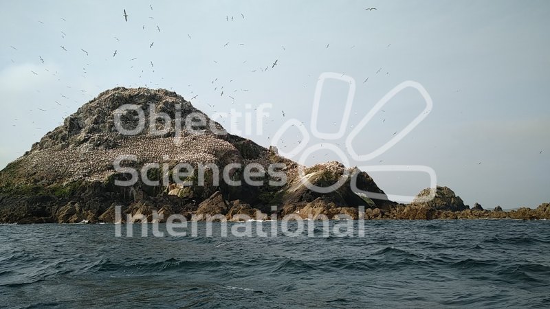Keywords: réserve naturelle 7 îles,colonie,oiseaux,formation naturaliste biodiversita,Bretagne
