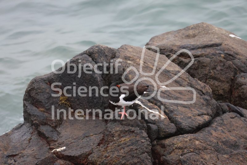 Keywords: Ezekiel Heitz pictures - huitrier pie - oiseau - bord de mer - formation naturaliste