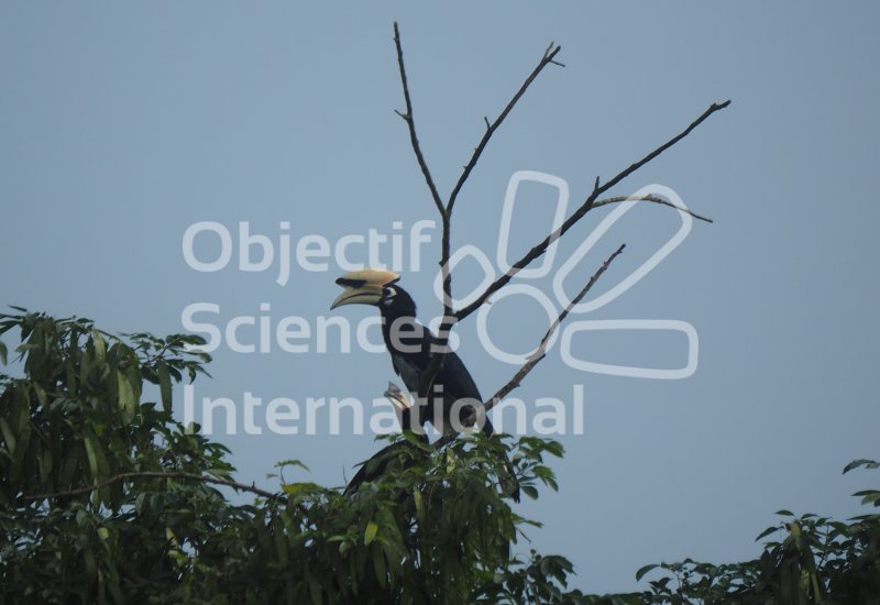 Keywords: Oiseau,Népal,osi biodiversita,IBEX