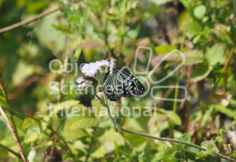 Keywords: papillon népal,osi biodiversita expédition