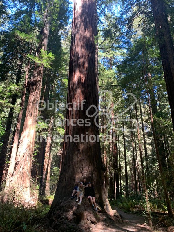 Keywords: Californie,California,USA,Amérique,America,voyage scolaire,quebecois,redwood,arbre,forêt,sequoia,sequoia sempervirens