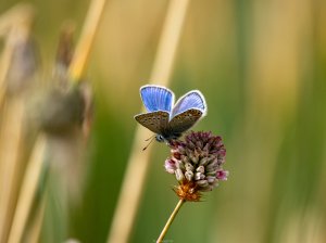 NarynReserve_Azuredechampan-_bis.jpg