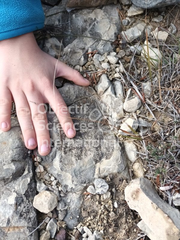 Keywords: paléo,fossile