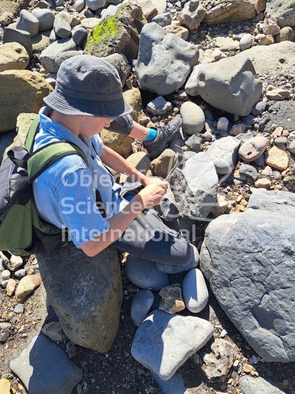 Keywords: Angleterre,Charmouth,plage,fossiles