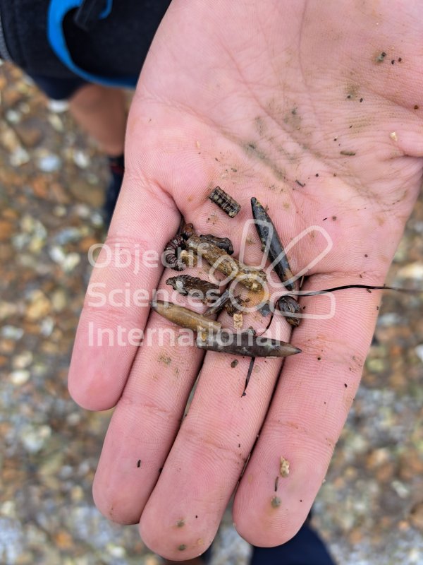 Keywords: Angleterre,Dorset,Weymouth,fossiles