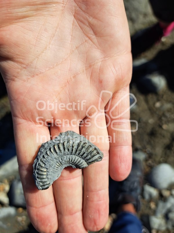 Keywords: Angleterre,Charmouth,plage,fossiles