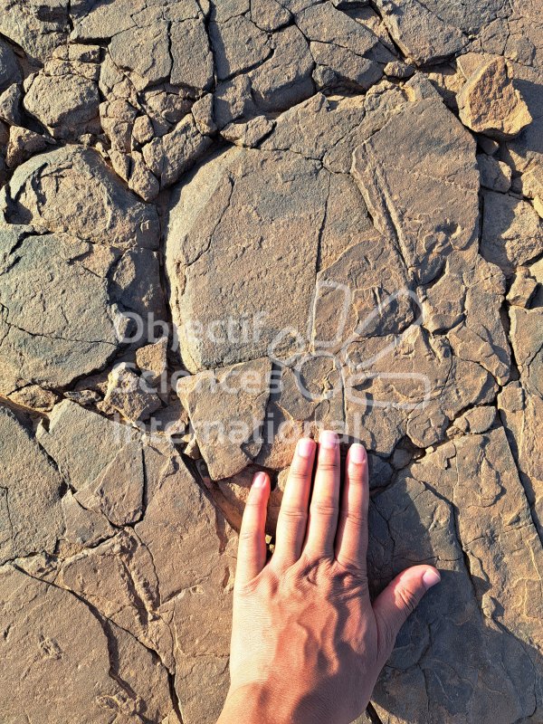 Keywords: Maroc, Zagora, fossiles, Ordovicien