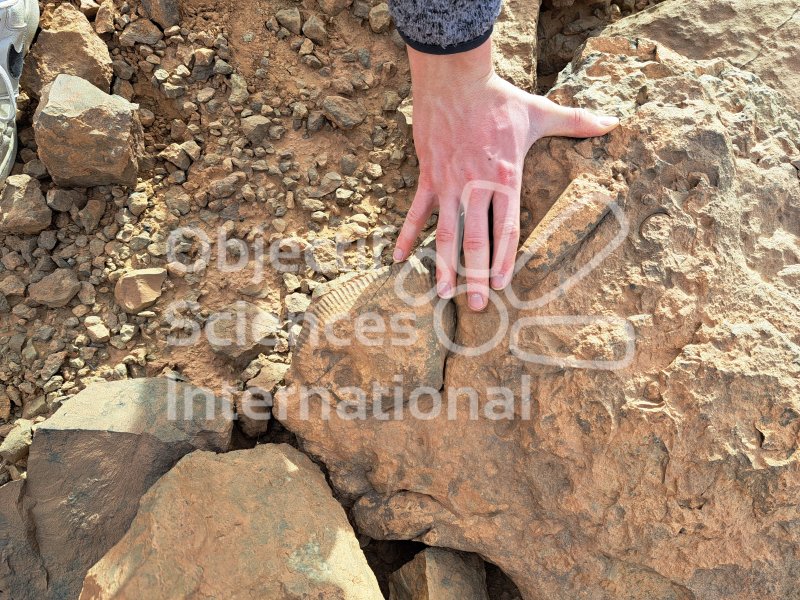 Keywords: Maroc, Erfoud, fossiles, Dévonien