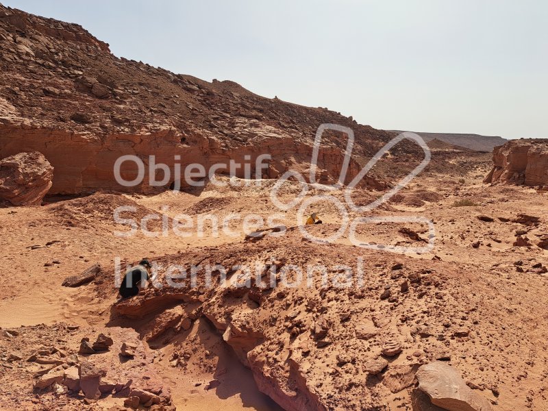 Keywords: Maroc, Taouz, fossiles, Kem Kem, Crétacé