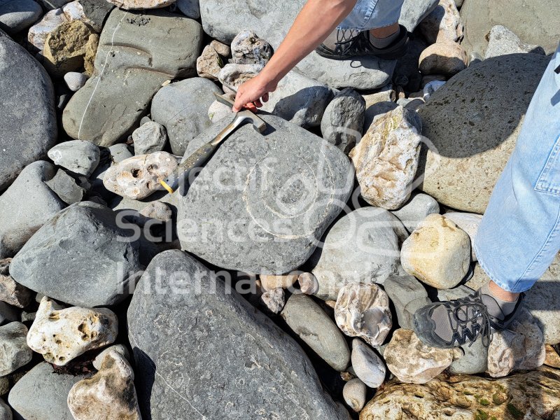 Keywords: Angleterre,Lyme Regis,plage,fossiles