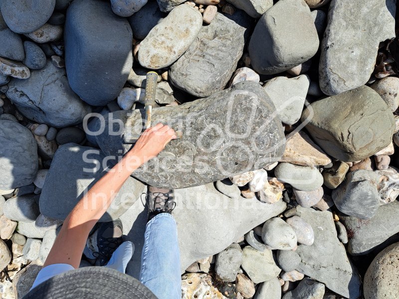 Keywords: Angleterre,Lyme Regis,plage,fossiles