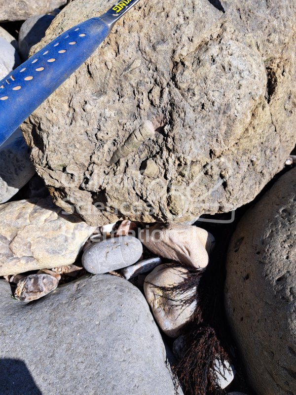 Keywords: Angleterre,Lyme Regis,plage,fossiles