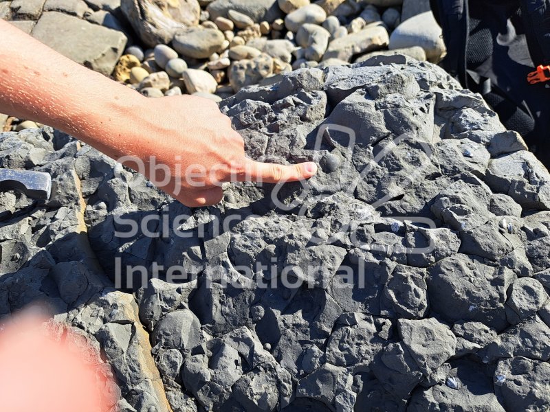 Keywords: Angleterre,Lyme Regis,plage,fossiles