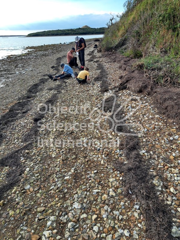 Keywords: Angleterre,Weymouth,plage,fossiles