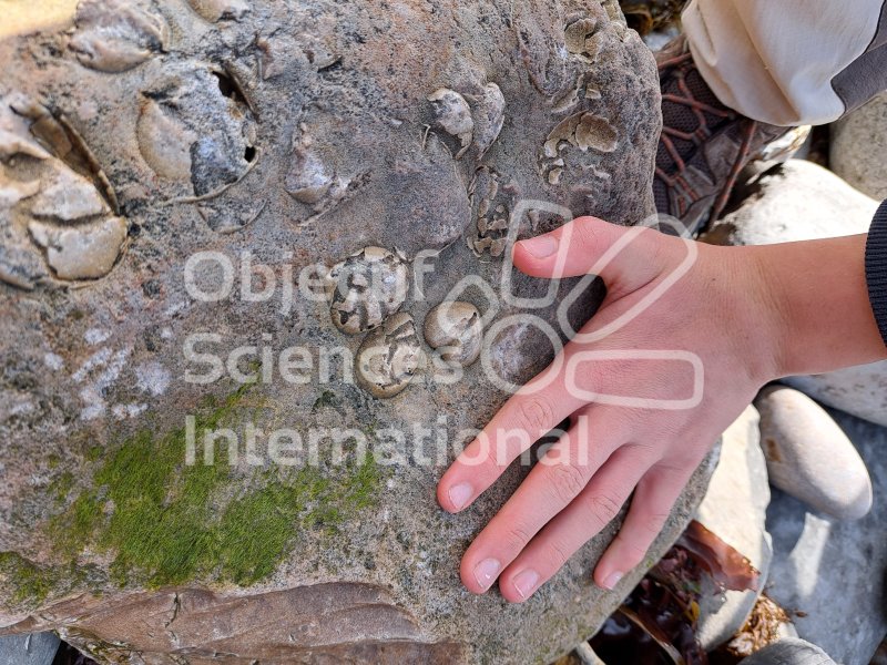 Keywords: Angleterre,Dorset,Lyme Regis,fossiles