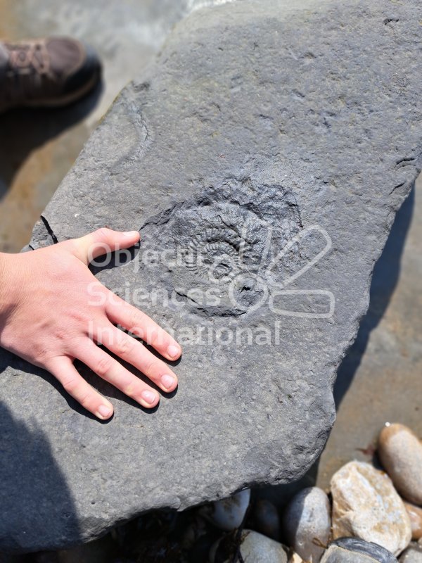 Keywords: Angleterre,Dorset,Lyme Regis,fossiles