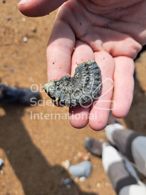 Keywords: Angleterre,Dorset,Charmouth,fossiles