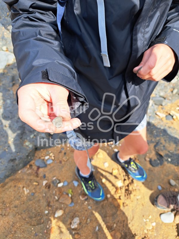 Keywords: Angleterre,Dorset,Charmouth,fossiles