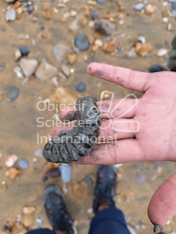 Keywords: Angleterre,Dorset,Charmouth,fossiles