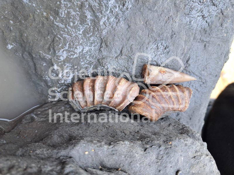 Keywords: Angleterre,Dorset,Charmouth,fossiles