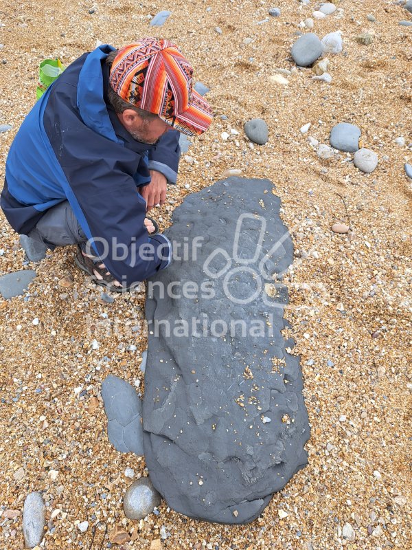 Keywords: Angleterre,Dorset,Charmouth,fossiles