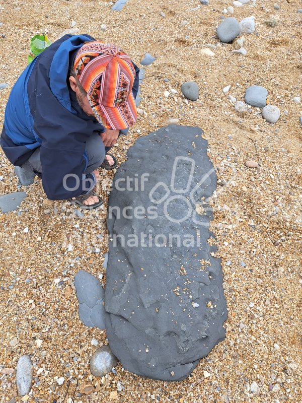 Keywords: Angleterre,Dorset,Charmouth,fossiles