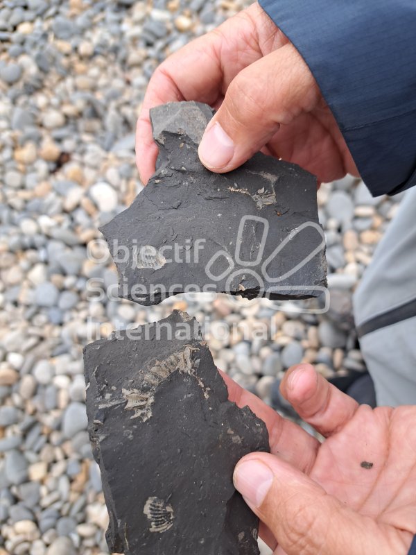 Keywords: Angleterre,Kimmeridge Bay,fossiles,plage