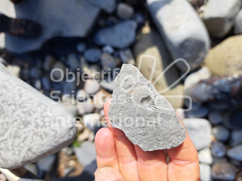 Keywords: Angleterre,Lyme Regis,plage,fossiles