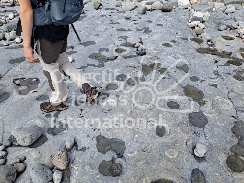 Keywords: Angleterre,Dorset,Lyme Regis,fossiles