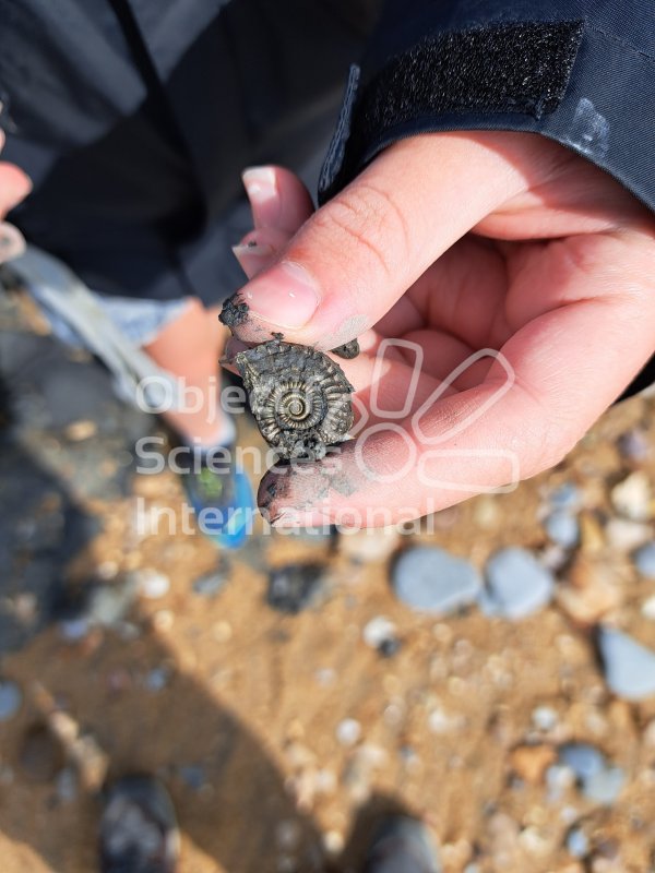 Keywords: Angleterre,Dorset,Charmouth,fossiles