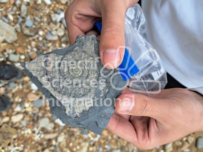 Keywords: Angleterre,Dorset,Charmouth,plage