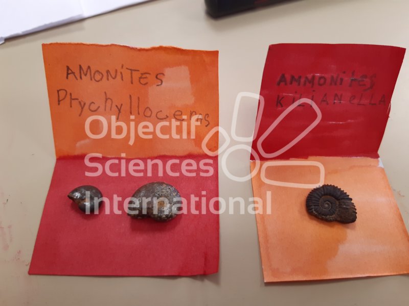 Keywords: Laboratoire,fossiles,ammonite