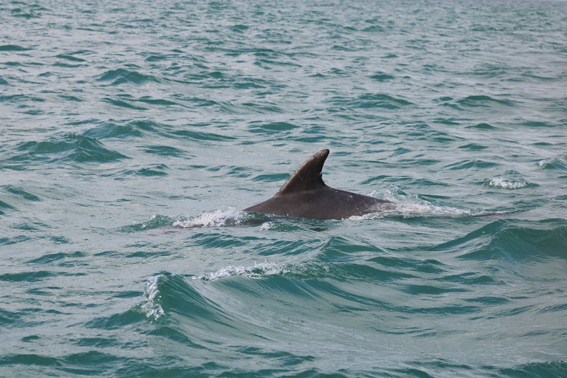 Keywords: photo-identification,grand dauphin,archipel Jersey