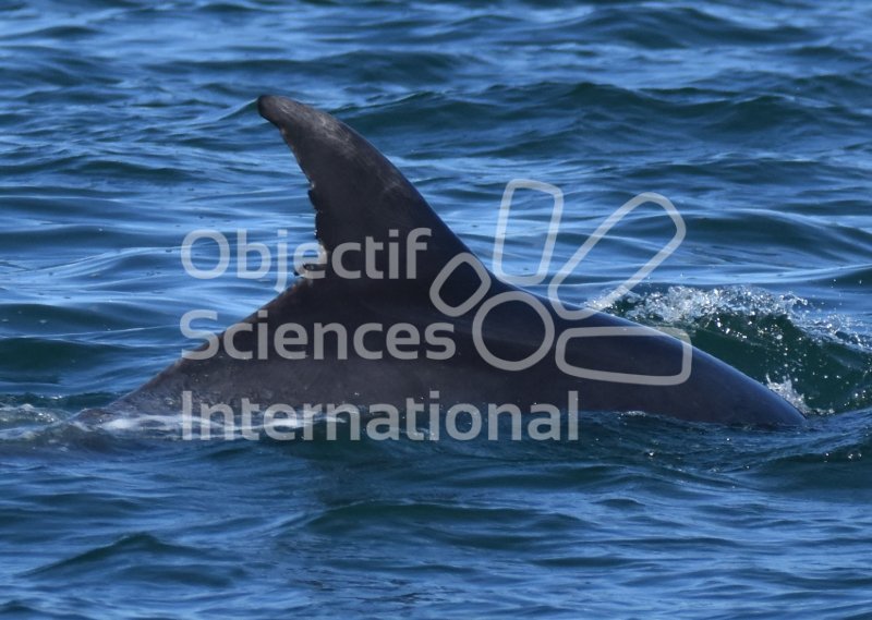 Keywords: photo-identification,dauphins,aileron,Bretagne