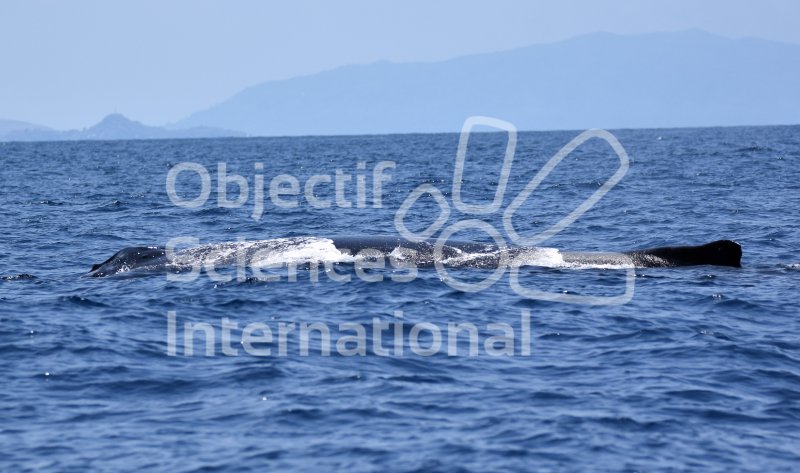 Keywords: baleine à bosse,mégafaune marine,Nosy Bê