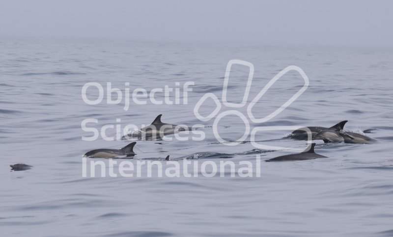 Keywords: Bretagne,cétacés,dauphins,observation mégafaune,photo animalière