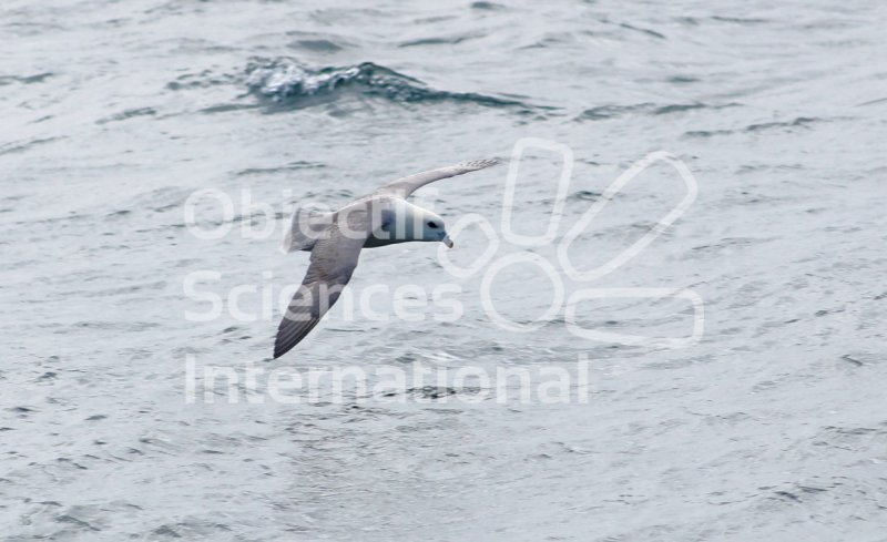 fulmar-boreal.JPG