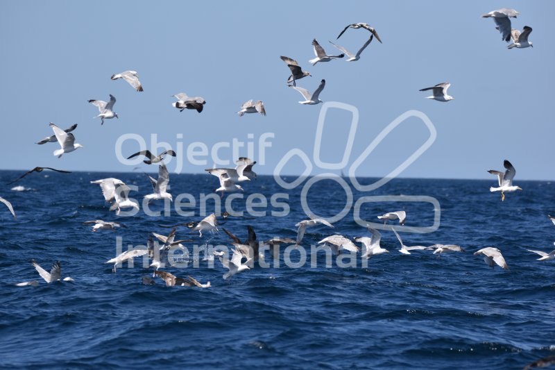 Keywords: Bretagne,navigation,expédition,mer,oiseaux