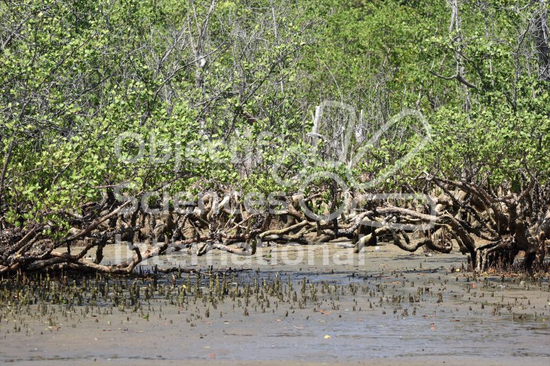 Keywords: mangrove, Lokobé, habitat naturel protégé