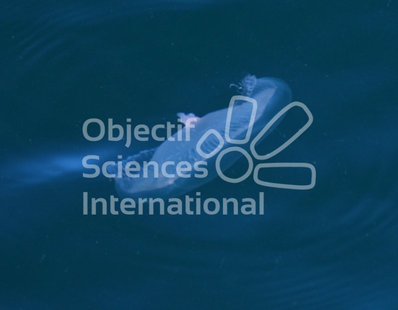 Le monde des gélatineux marins
Keywords: Observation,écologie marine