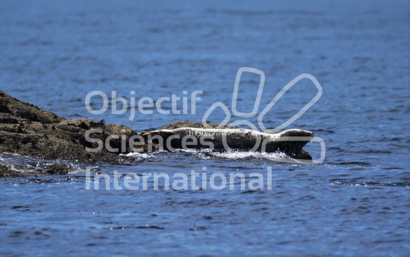 Phoque gris, sortie Aber Wrac'h
Keywords: mammifère marin,phoque,observation,photo,Bretagne