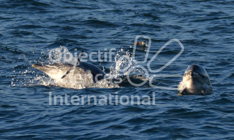 Chasse dauphins communs
Keywords: dauphins,Bretagne,observation