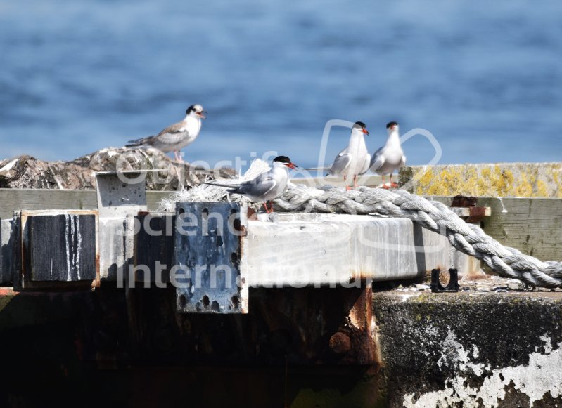 sterne-pierregarin-Lorient.JPG