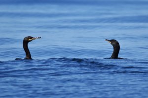 cormorans.JPG