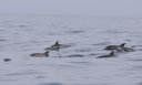dauphins-commun-surfant-brouillard~0.jpg